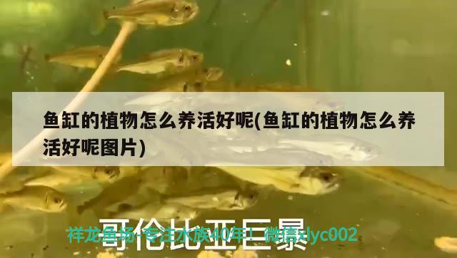 鱼缸的植物怎么养活好呢(鱼缸的植物怎么养活好呢图片) 黄金斑马鱼