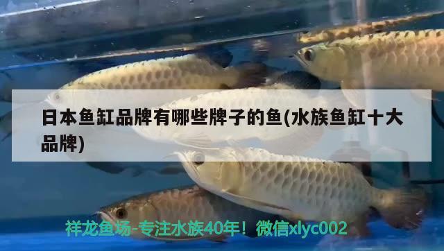 日本鱼缸品牌有哪些牌子的鱼(水族鱼缸十大品牌)