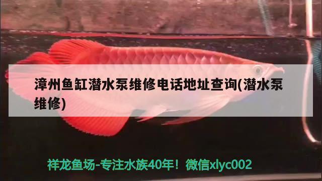 漳州鱼缸潜水泵维修电话地址查询(潜水泵维修) 黄鳍鲳鱼