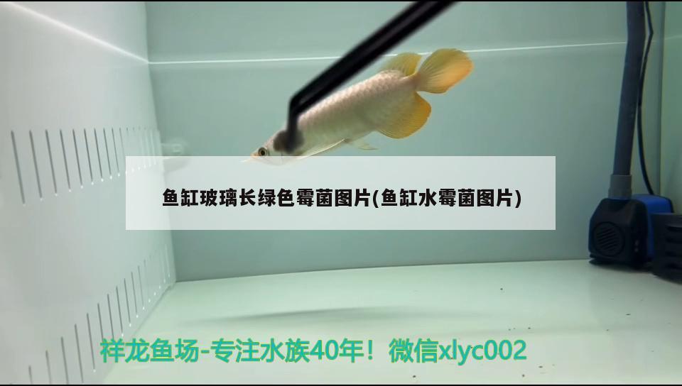 鱼缸玻璃长绿色霉菌图片(鱼缸水霉菌图片) 萨伊蓝鱼