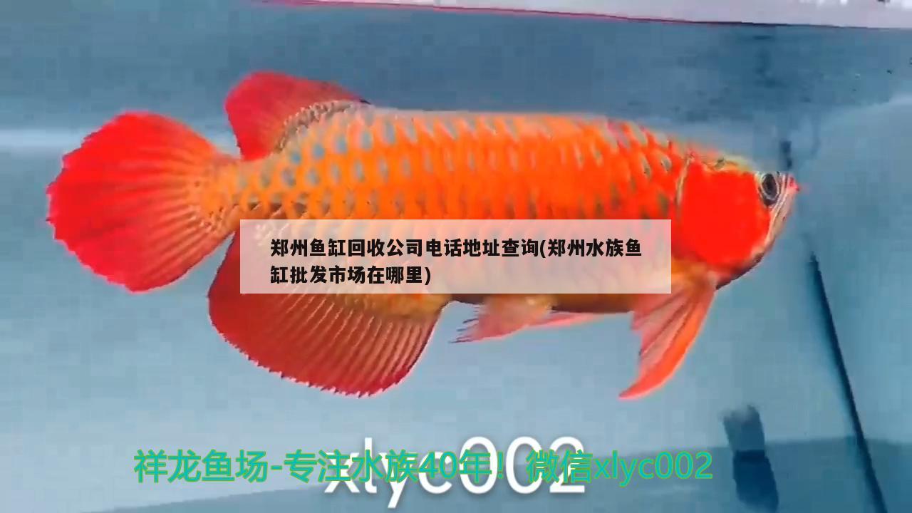 郑州鱼缸回收公司电话地址查询(郑州水族鱼缸批发市场在哪里)