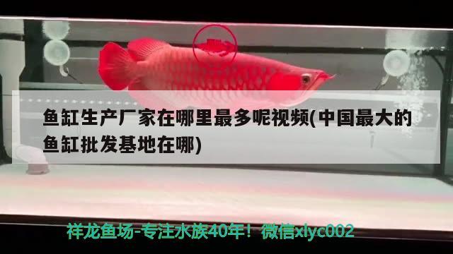鱼缸生产厂家在哪里最多呢视频(中国最大的鱼缸批发基地在哪)