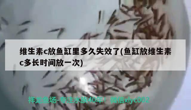 维生素c放鱼缸里多久失效了(鱼缸放维生素c多长时间放一次) 广州龙鱼批发市场