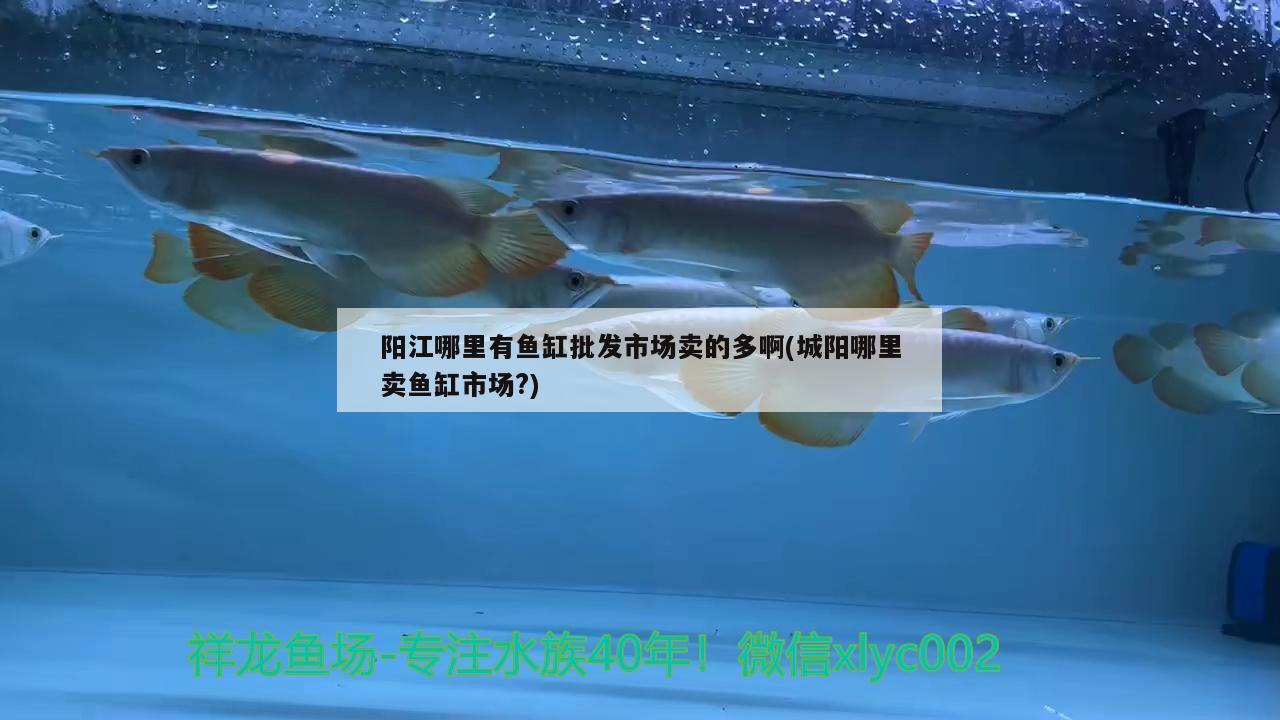 阳江哪里有鱼缸批发市场卖的多啊(城阳哪里卖鱼缸市场?)