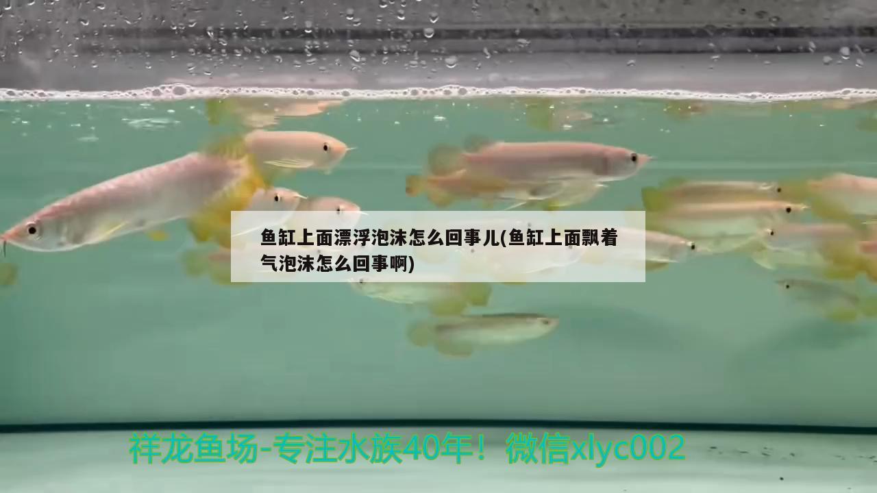 鱼缸上面漂浮泡沫怎么回事儿(鱼缸上面飘着气泡沫怎么回事啊) 古典过背金龙鱼