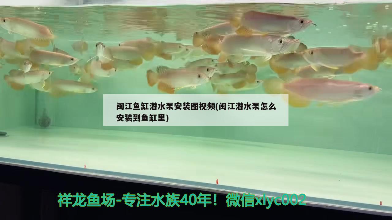 闽江鱼缸潜水泵安装图视频(闽江潜水泵怎么安装到鱼缸里)