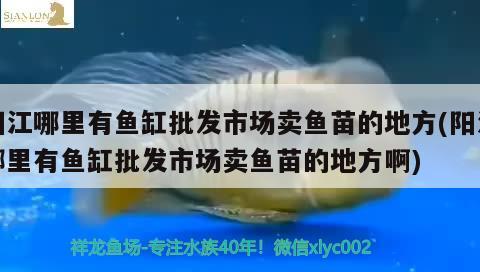 阳江哪里有鱼缸批发市场卖鱼苗的地方(阳江哪里有鱼缸批发市场卖鱼苗的地方啊)