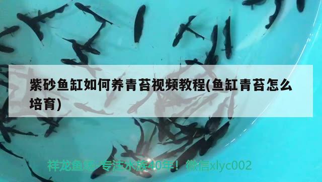 紫砂鱼缸如何养青苔视频教程(鱼缸青苔怎么培育) 蓝底过背金龙鱼