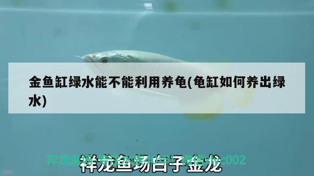 金鱼缸绿水能不能利用养龟(龟缸如何养出绿水) 乌龟