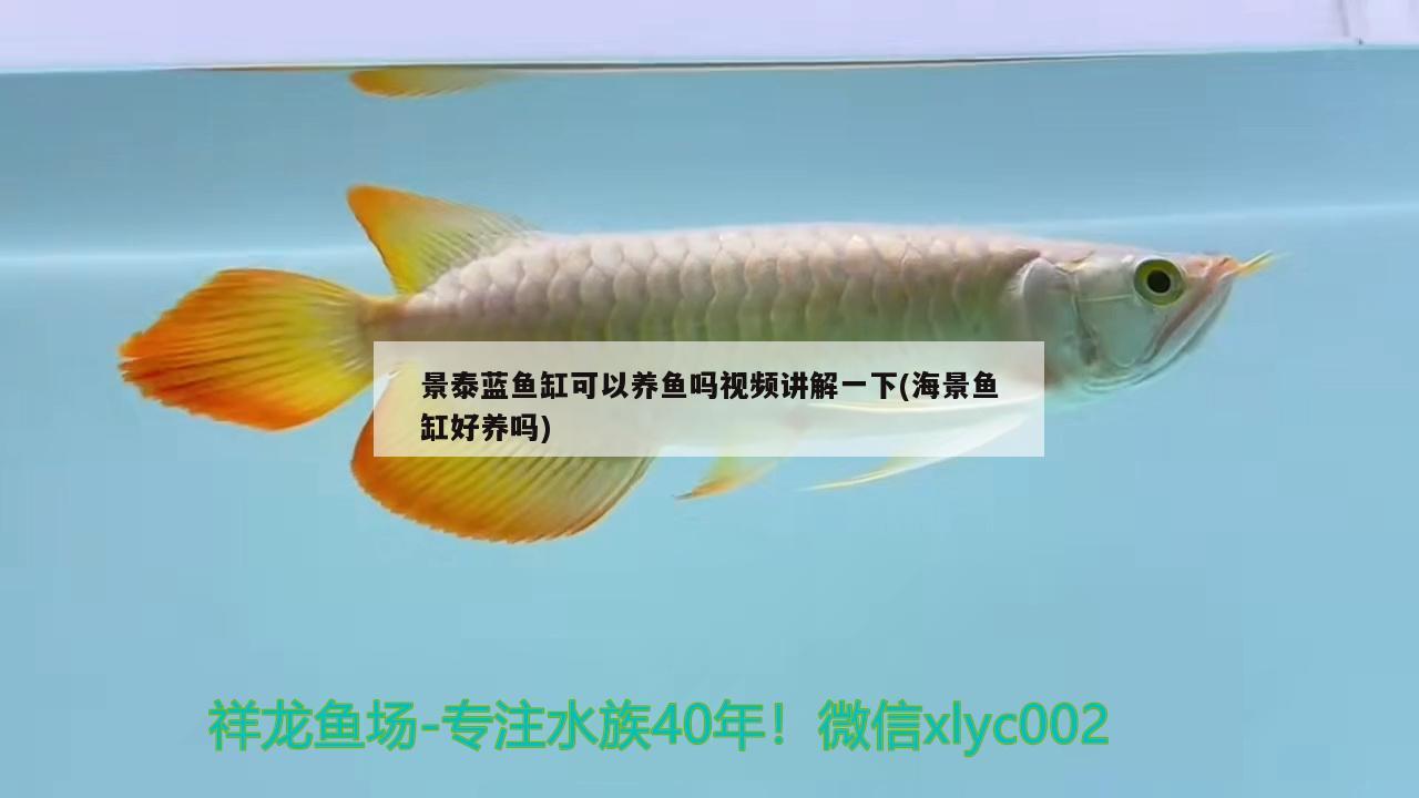 景泰蓝鱼缸可以养鱼吗视频讲解一下(海景鱼缸好养吗)