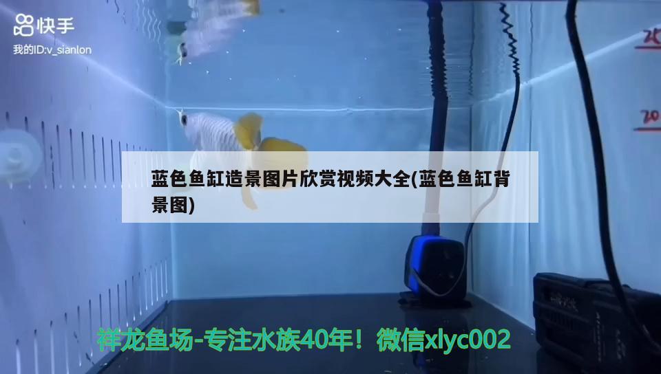蓝色鱼缸造景图片欣赏视频大全(蓝色鱼缸背景图)