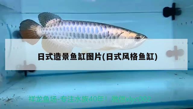 日式造景鱼缸图片(日式风格鱼缸) 海象鱼