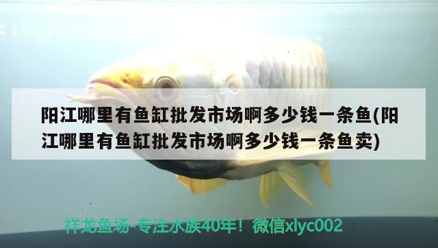 阳江哪里有鱼缸批发市场啊多少钱一条鱼(阳江哪里有鱼缸批发市场啊多少钱一条鱼卖)