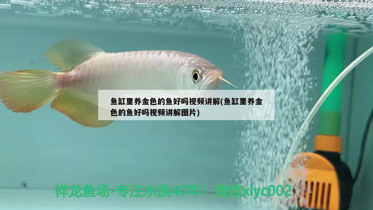 鱼缸里养金色的鱼好吗视频讲解(鱼缸里养金色的鱼好吗视频讲解图片)