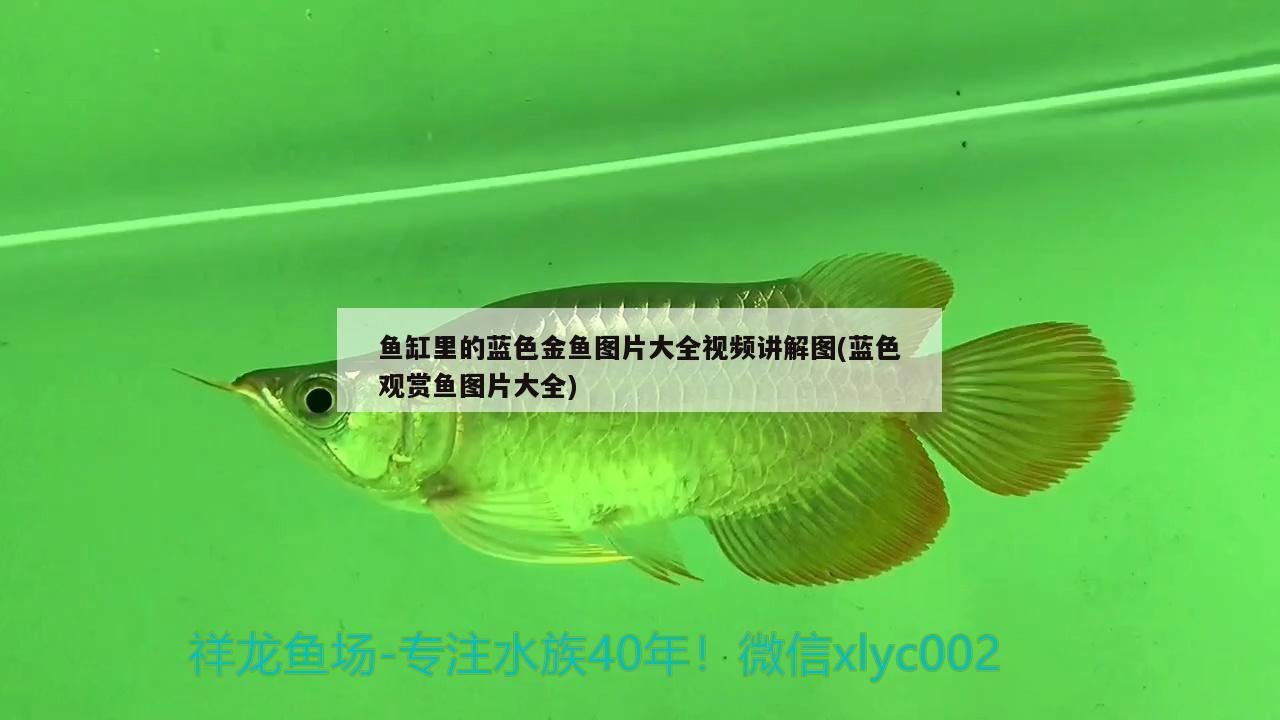 鱼缸里的蓝色金鱼图片大全视频讲解图(蓝色观赏鱼图片大全)