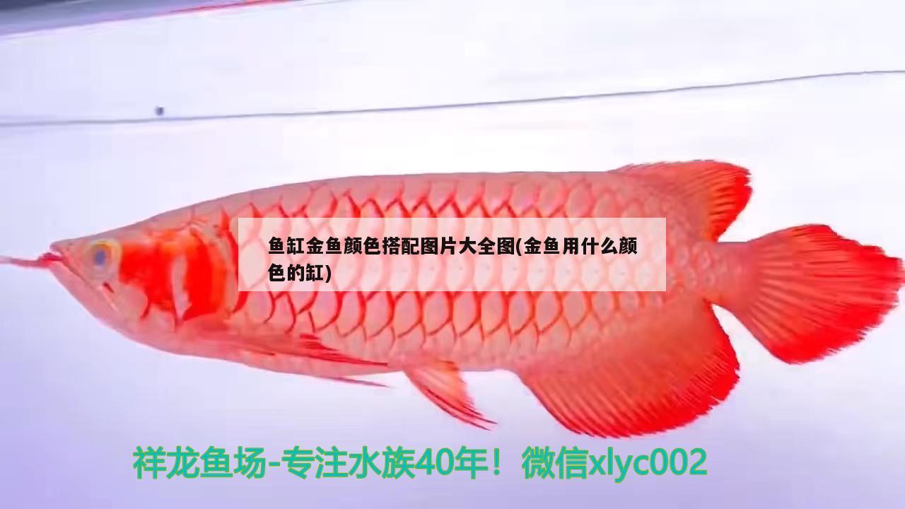鱼缸金鱼颜色搭配图片大全图(金鱼用什么颜色的缸)