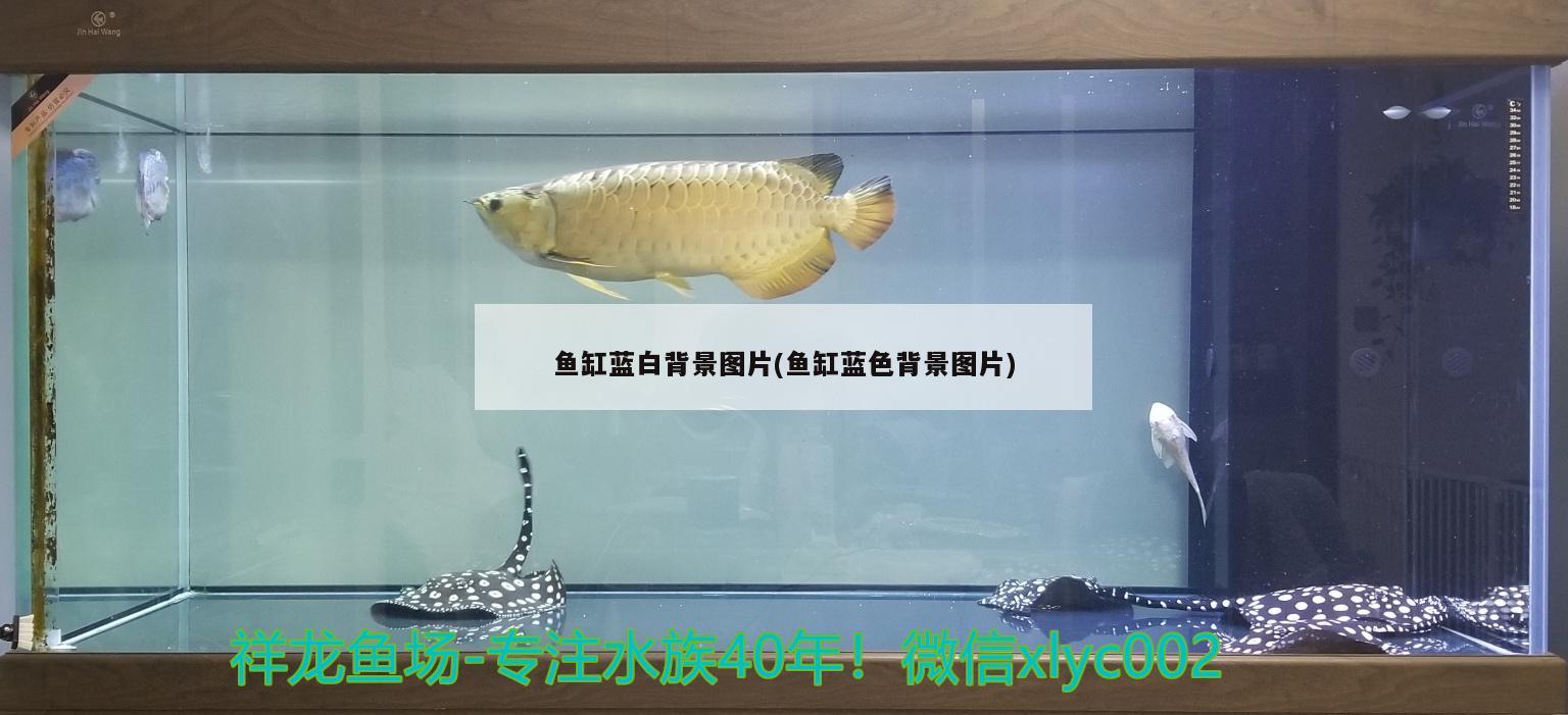 鱼缸蓝白背景图片(鱼缸蓝色背景图片)