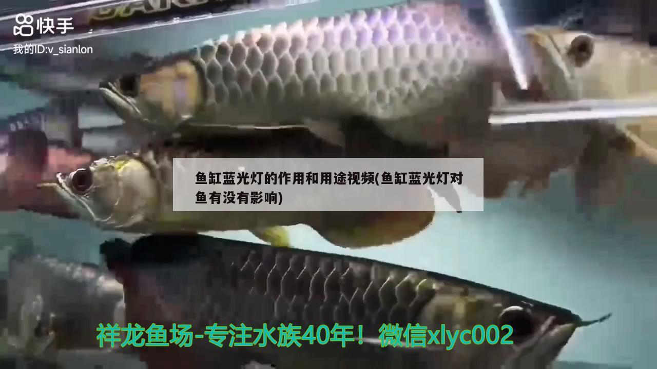 鱼缸蓝光灯的作用和用途视频(鱼缸蓝光灯对鱼有没有影响)