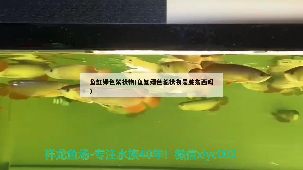 鱼缸绿色絮状物(鱼缸绿色絮状物是脏东西吗)