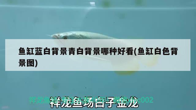 鱼缸蓝白背景青白背景哪种好看(鱼缸白色背景图) 元宝凤凰鱼专用鱼粮