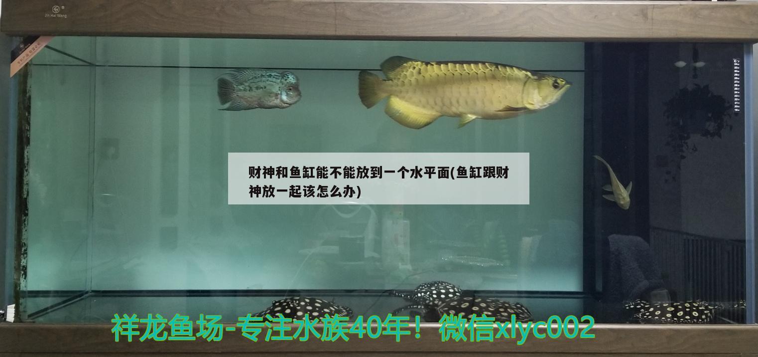 财神和鱼缸能不能放到一个水平面(鱼缸跟财神放一起该怎么办) 杀菌消毒设备