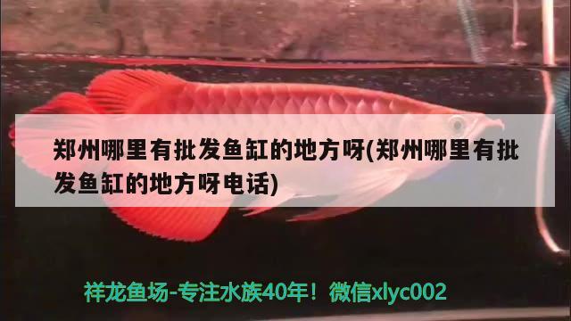 郑州哪里有批发鱼缸的地方呀(郑州哪里有批发鱼缸的地方呀电话) 图腾金龙鱼