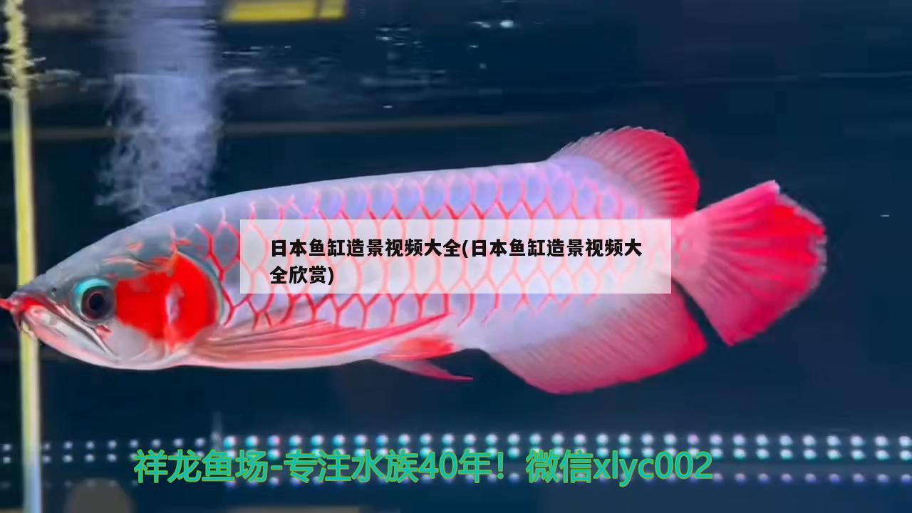 日本鱼缸造景视频大全(日本鱼缸造景视频大全欣赏)