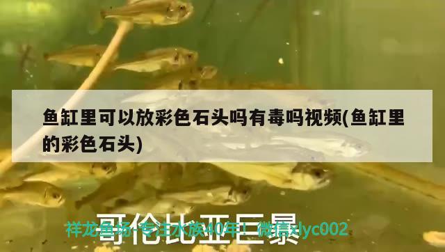 鱼缸里可以放彩色石头吗有毒吗视频(鱼缸里的彩色石头) 星点金龙鱼