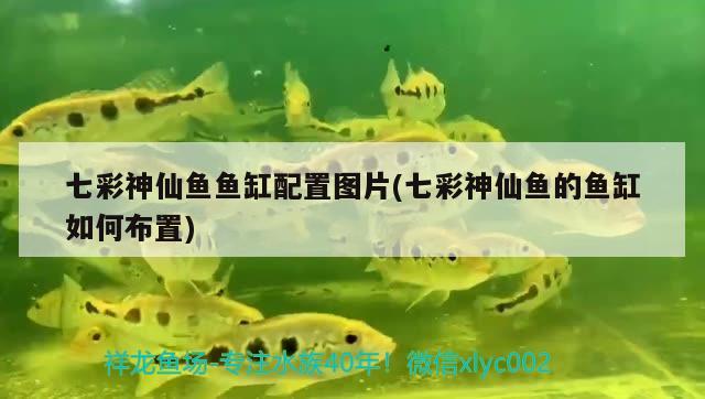 七彩神仙鱼鱼缸配置图片(七彩神仙鱼的鱼缸如何布置) 七彩神仙鱼