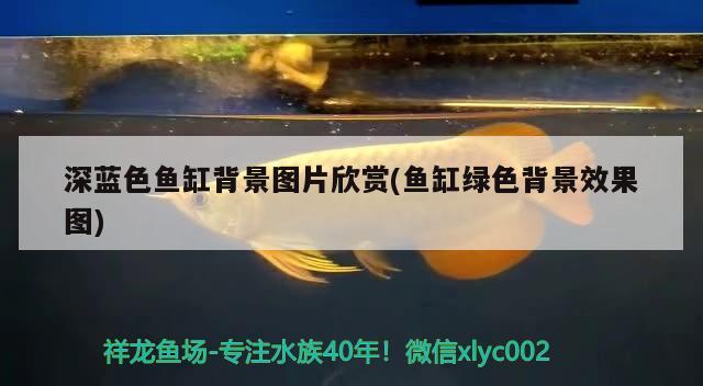 深蓝色鱼缸背景图片欣赏(鱼缸绿色背景效果图) 广州水族器材滤材批发市场