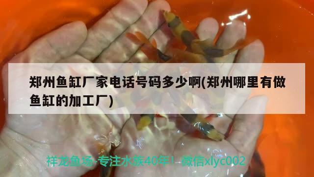 郑州鱼缸厂家电话号码多少啊(郑州哪里有做鱼缸的加工厂) 杰西卡恐龙鱼