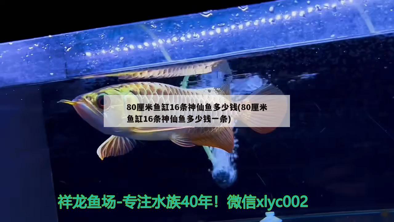 80厘米鱼缸16条神仙鱼多少钱(80厘米鱼缸16条神仙鱼多少钱一条) 蓝底过背金龙鱼