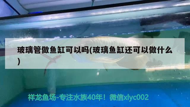玻璃管做鱼缸可以吗(玻璃鱼缸还可以做什么) 广州祥龙国际水族贸易