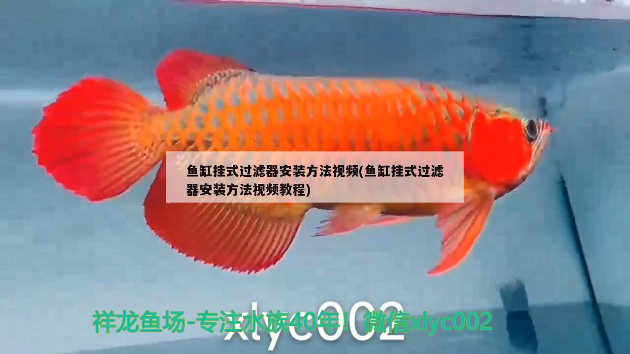 鱼缸挂式过滤器安装方法视频(鱼缸挂式过滤器安装方法视频教程) 喷点菠萝鱼