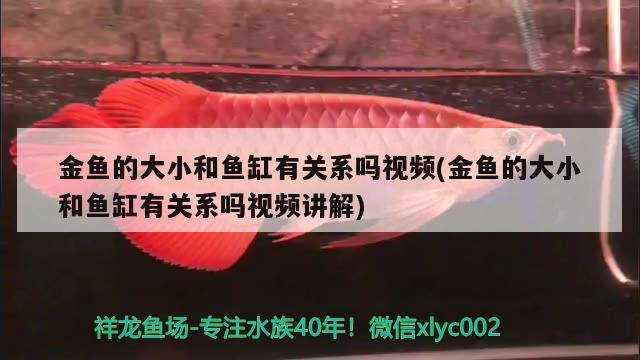 金鱼的大小和鱼缸有关系吗视频(金鱼的大小和鱼缸有关系吗视频讲解) 玫瑰银版鱼