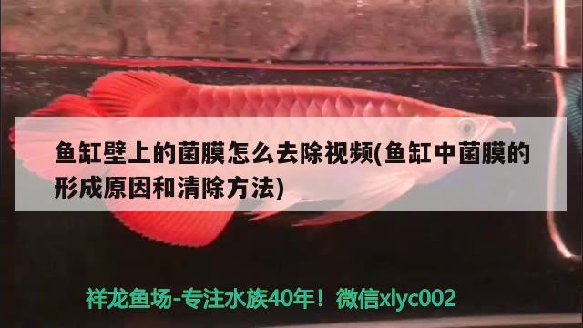 鱼缸壁上的菌膜怎么去除视频(鱼缸中菌膜的形成原因和清除方法) 飞凤鱼