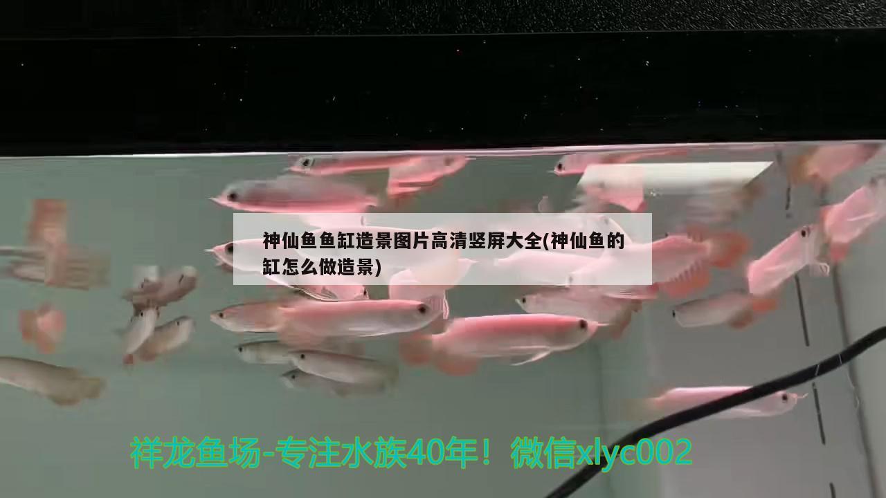 神仙鱼鱼缸造景图片高清竖屏大全(神仙鱼的缸怎么做造景)