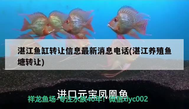 湛江鱼缸转让信息最新消息电话(湛江养殖鱼塘转让) 三色锦鲤鱼