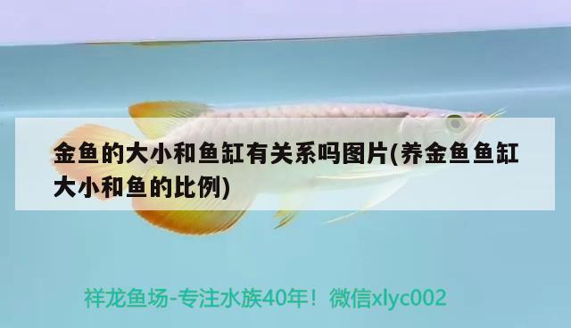 金鱼的大小和鱼缸有关系吗图片(养金鱼鱼缸大小和鱼的比例)