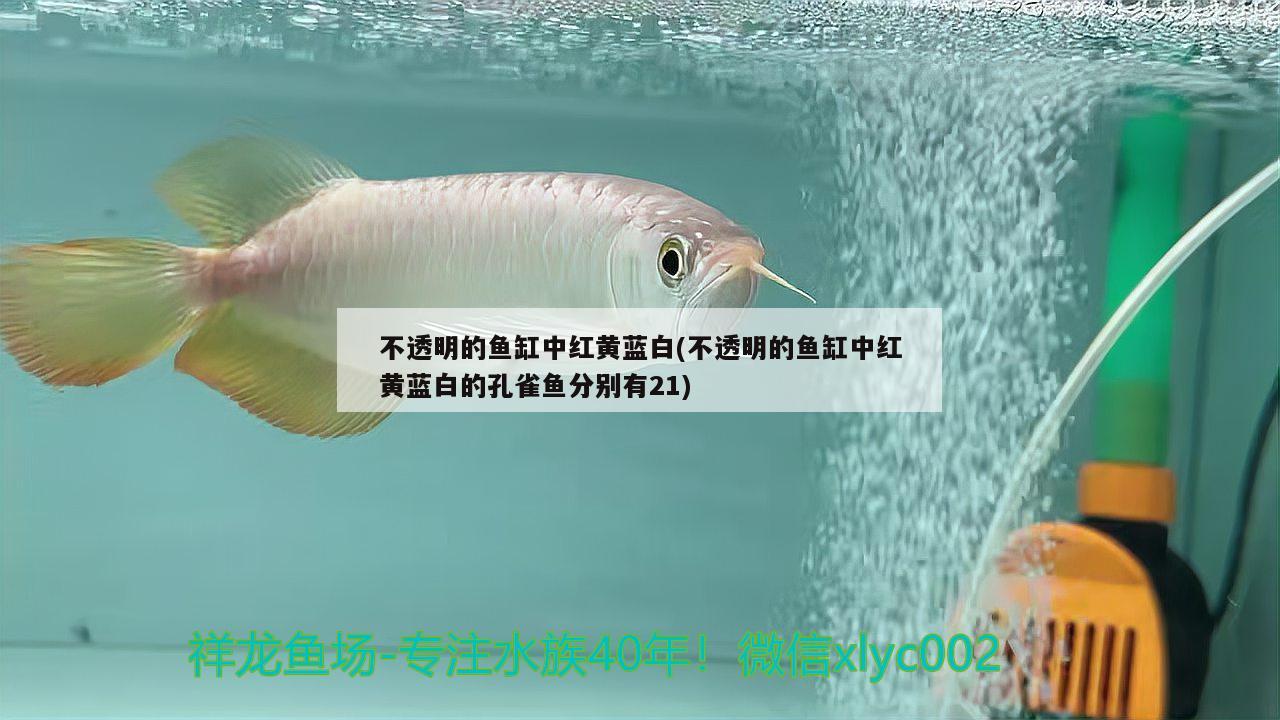 不透明的鱼缸中红黄蓝白(不透明的鱼缸中红黄蓝白的孔雀鱼分别有21)
