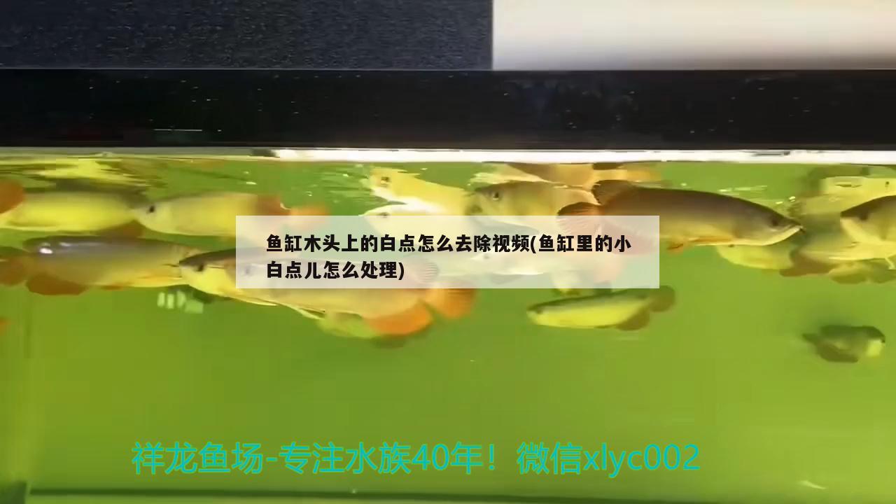 鱼缸木头上的白点怎么去除视频(鱼缸里的小白点儿怎么处理)