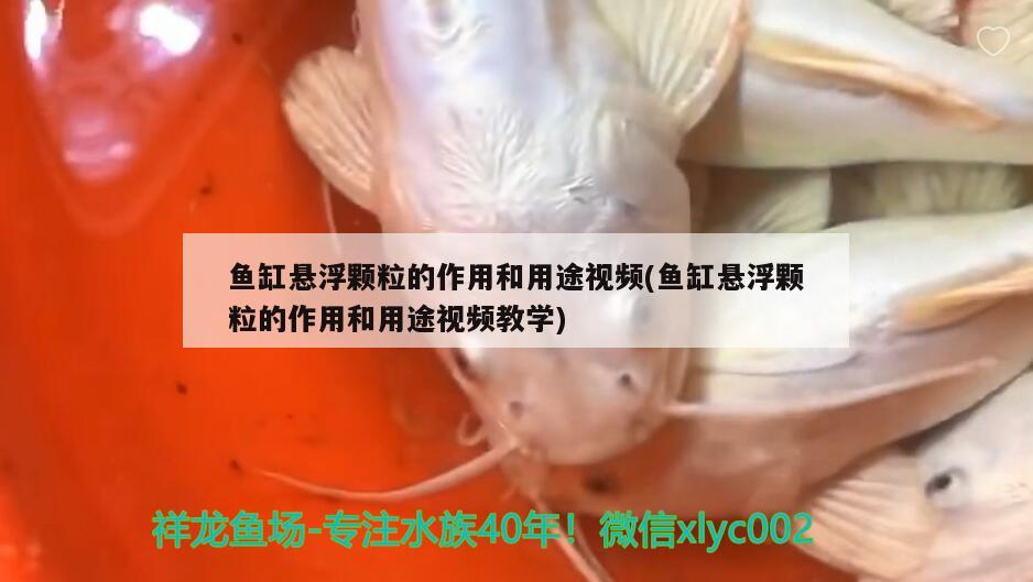 鱼缸悬浮颗粒的作用和用途视频(鱼缸悬浮颗粒的作用和用途视频教学)