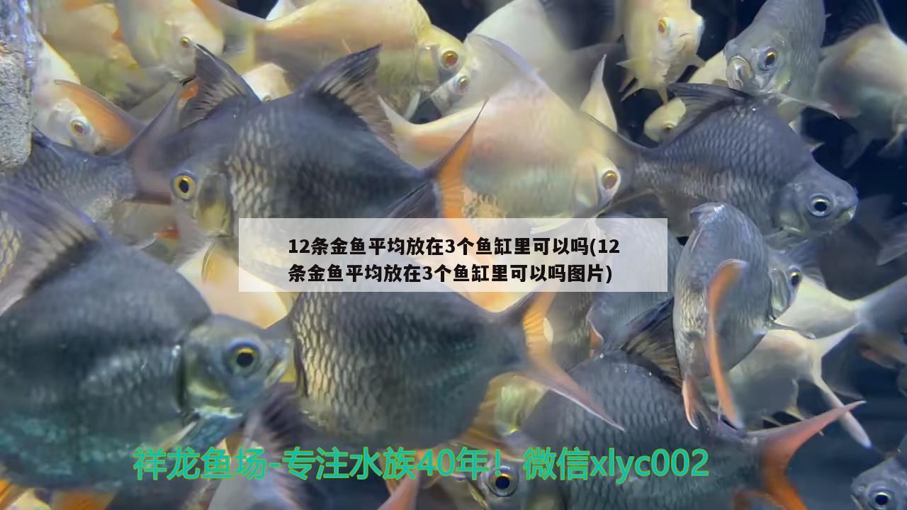 12条金鱼平均放在3个鱼缸里可以吗(12条金鱼平均放在3个鱼缸里可以吗图片)