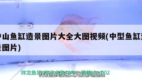 中山鱼缸造景图片大全大图视频(中型鱼缸造景图片)