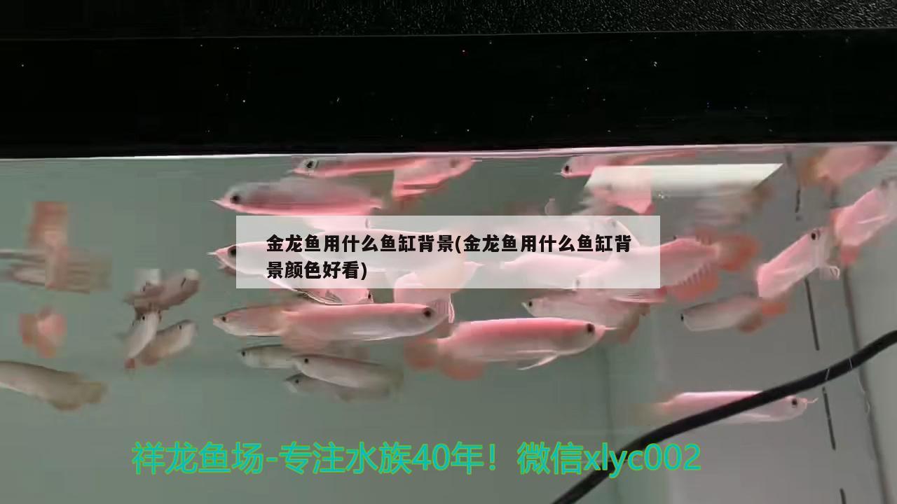 金龙鱼用什么鱼缸背景(金龙鱼用什么鱼缸背景颜色好看) 鱼缸水质稳定剂