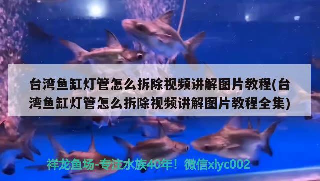 台湾鱼缸灯管怎么拆除视频讲解图片教程(台湾鱼缸灯管怎么拆除视频讲解图片教程全集)