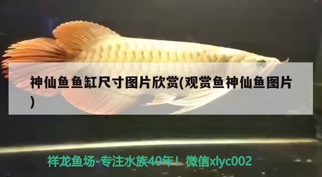 神仙鱼鱼缸尺寸图片欣赏(观赏鱼神仙鱼图片) 苏虎