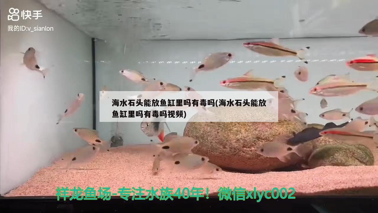 海水石头能放鱼缸里吗有毒吗(海水石头能放鱼缸里吗有毒吗视频)