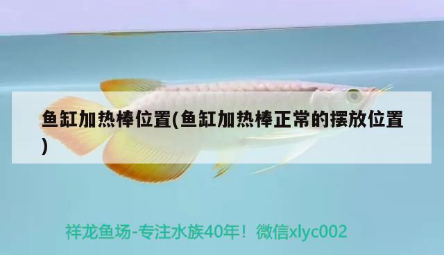 鱼缸加热棒位置(鱼缸加热棒正常的摆放位置) 广州水族批发市场