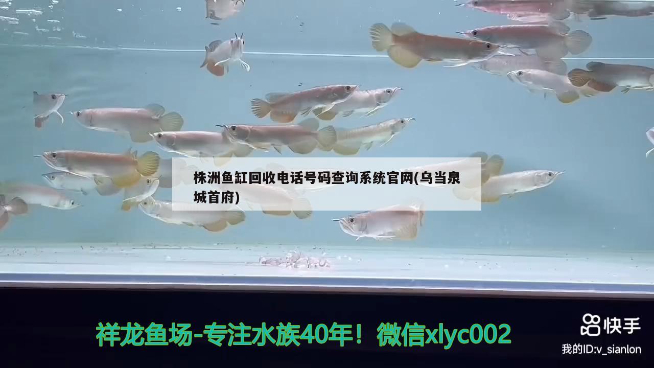 株洲鱼缸回收电话号码查询系统官网(乌当泉城首府) 飞凤鱼